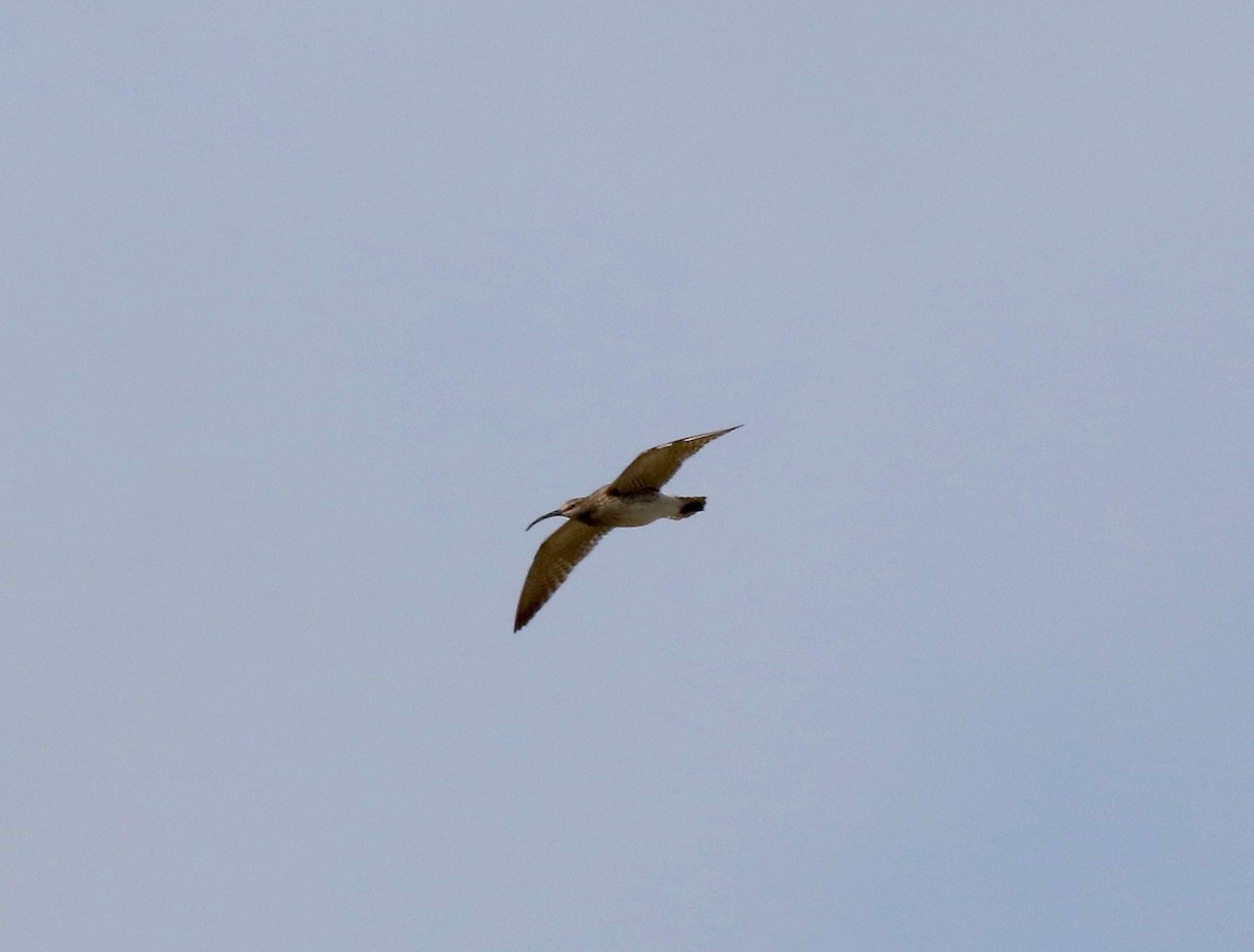 Whimbrel - Sandy Vorpahl