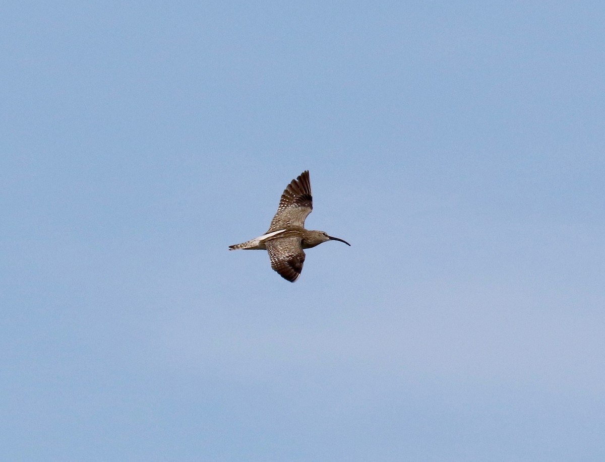 Whimbrel (White-rumped) - ML595914781