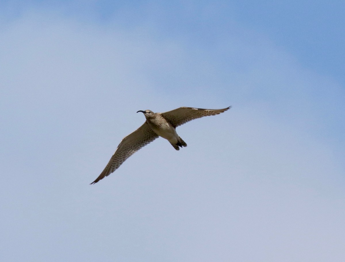 småspove (phaeopus gr.) - ML595914791