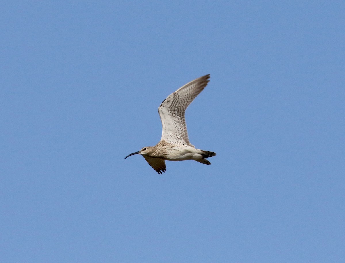 Whimbrel - ML595914801