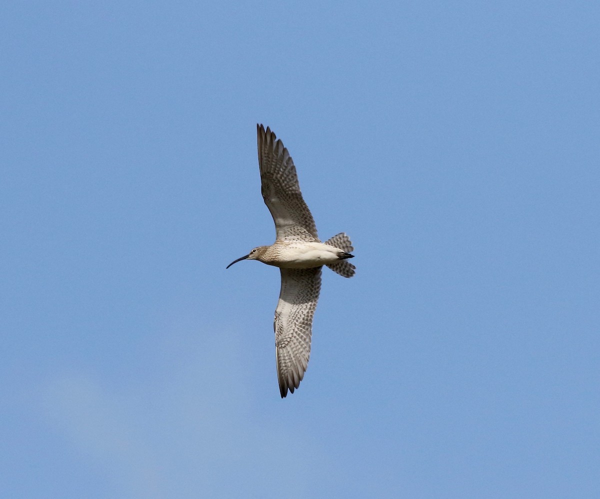 Whimbrel - Sandy Vorpahl