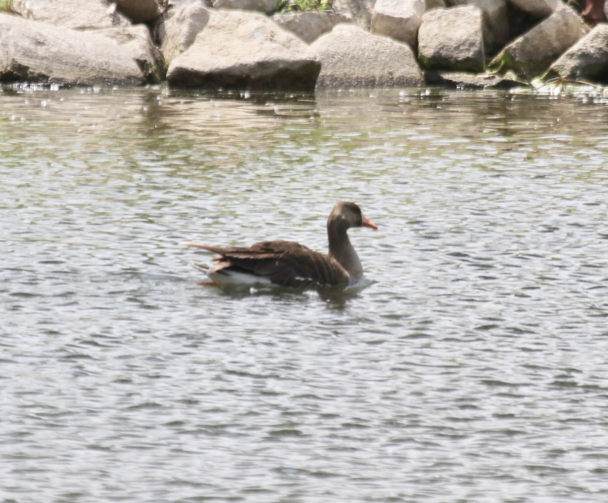 Greater White-fronted Goose (Western) - ML595914891
