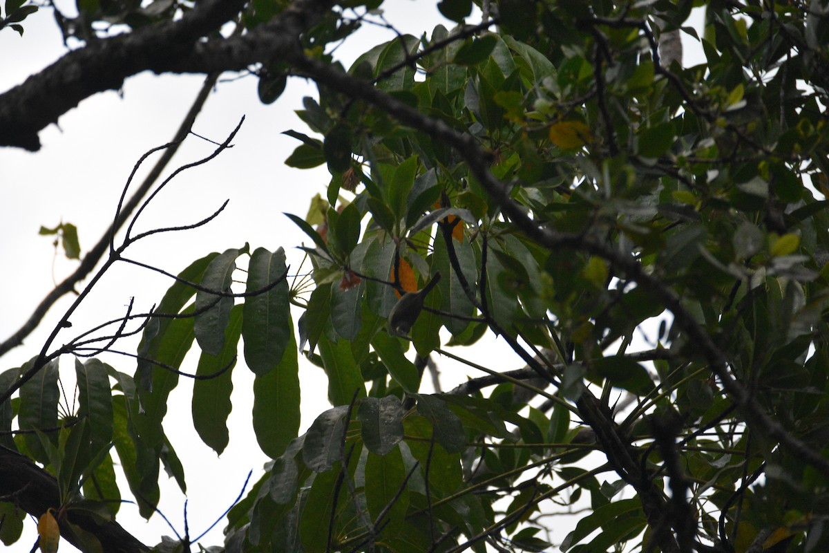 Yellow-spotted Honeyeater - Ezra Garfield