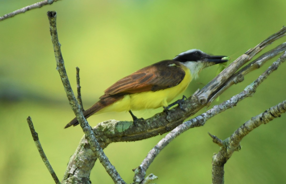 Great Kiskadee - ML595915101