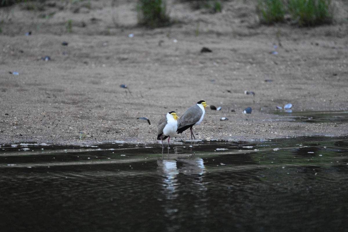 Masked Lapwing - Ezra Garfield