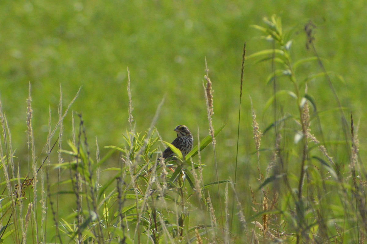 Savannah Sparrow - John Mitchell