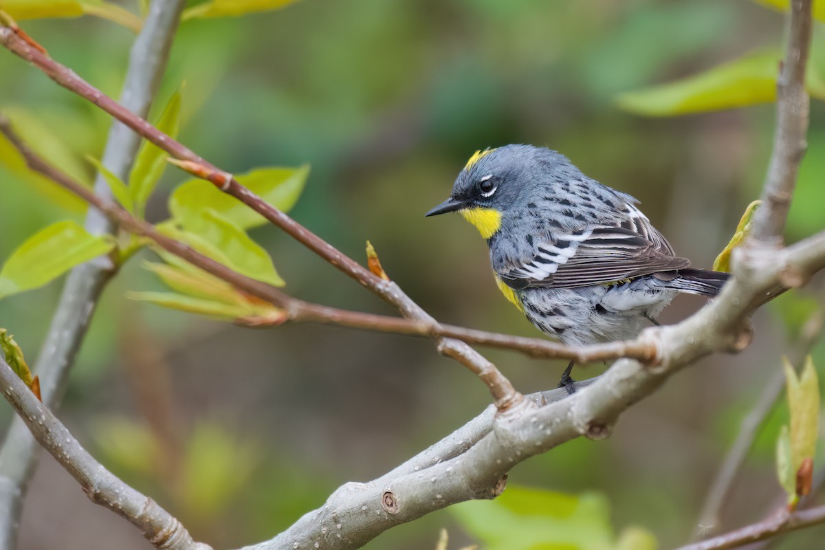 キヅタアメリカムシクイ - ML595915991