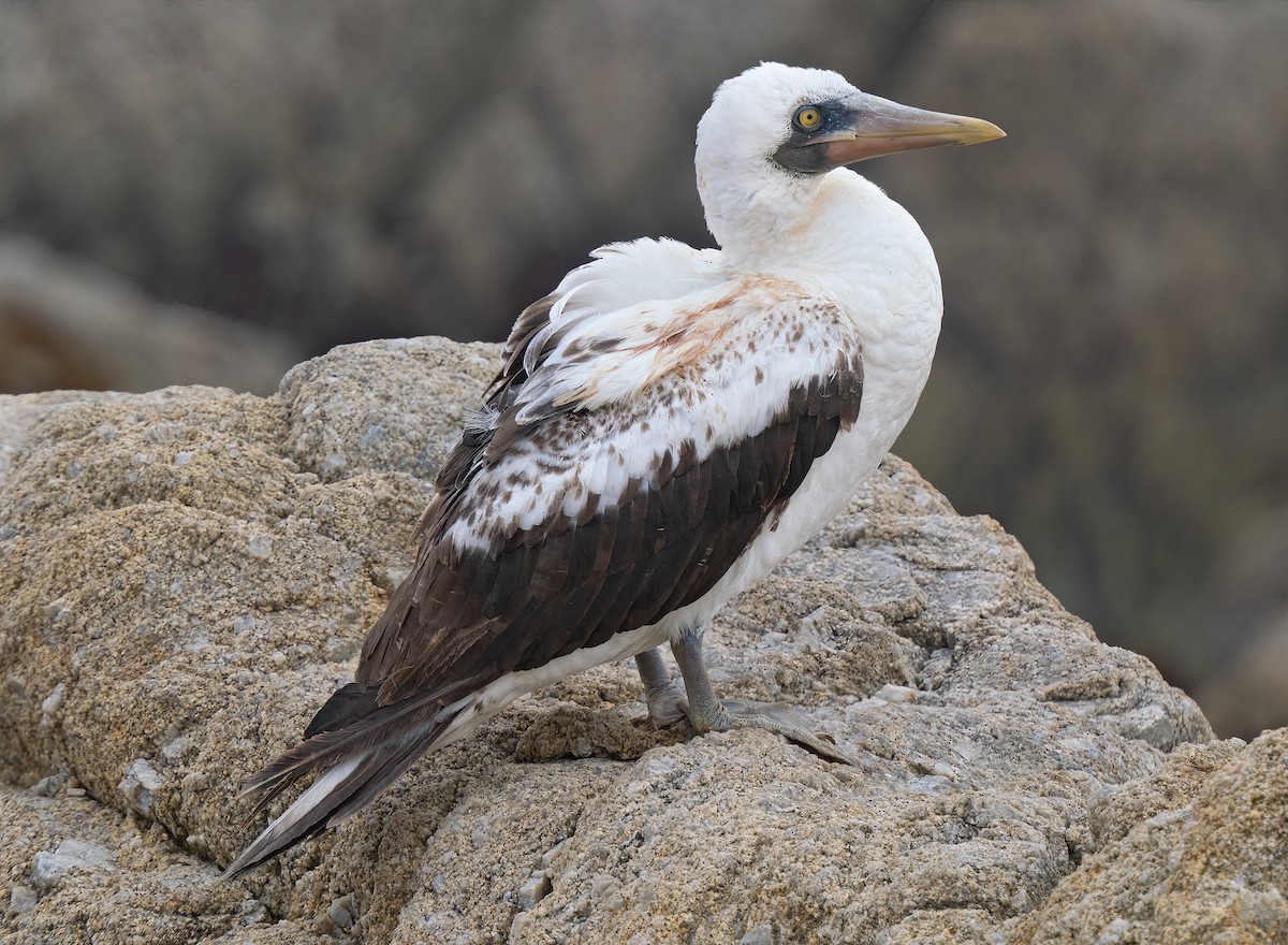Nazca Booby - ML595917031