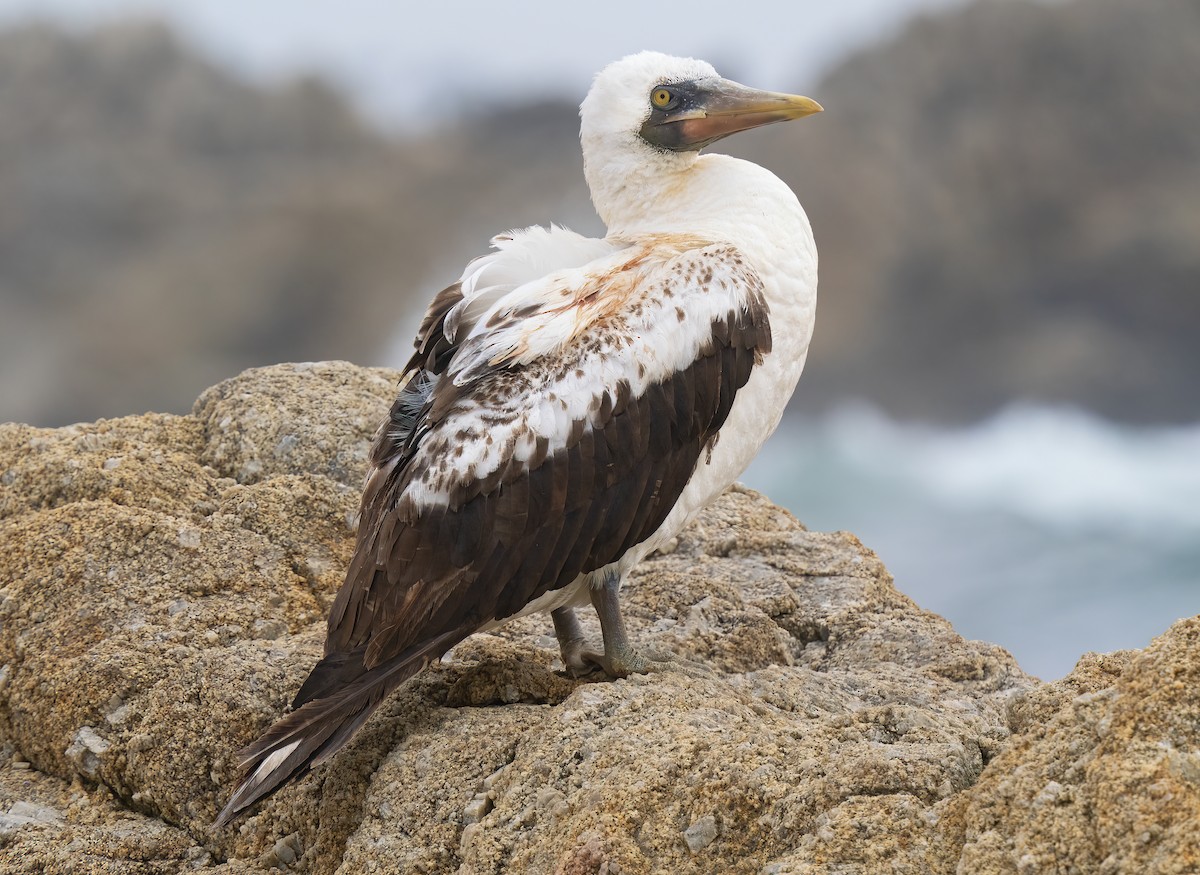 Nazca Booby - ML595917041