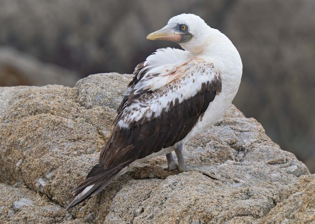 Nazca Booby - ML595917051