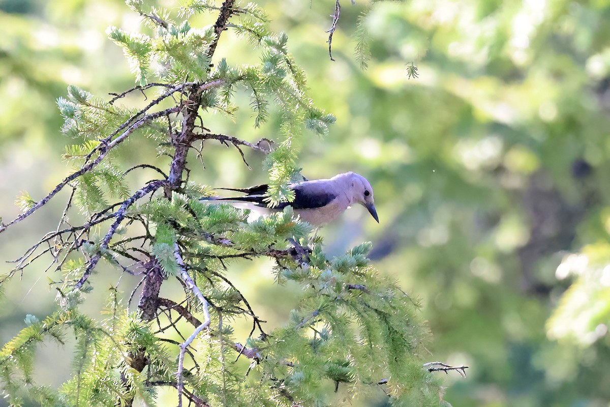 Clark's Nutcracker - ML595917581