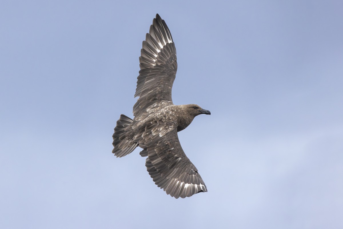 Brown Skua - ML595917901