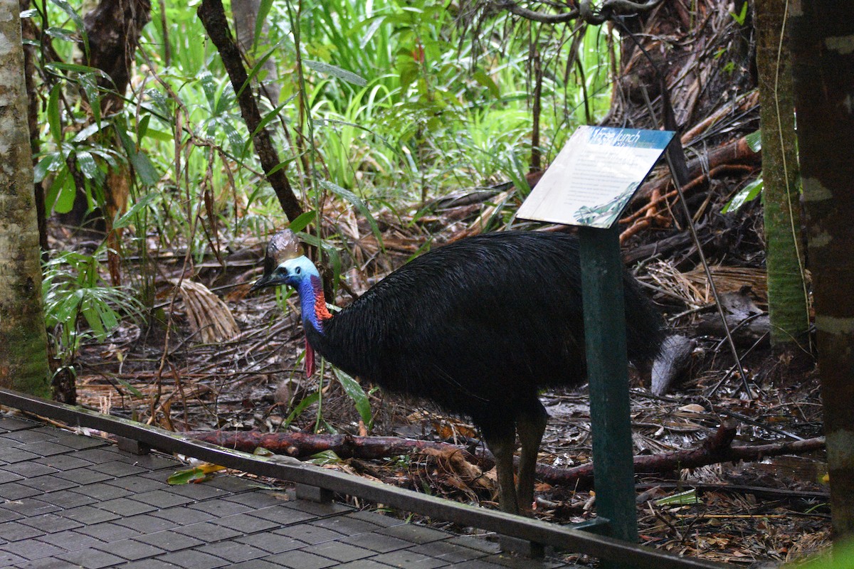 Southern Cassowary - ML595917991