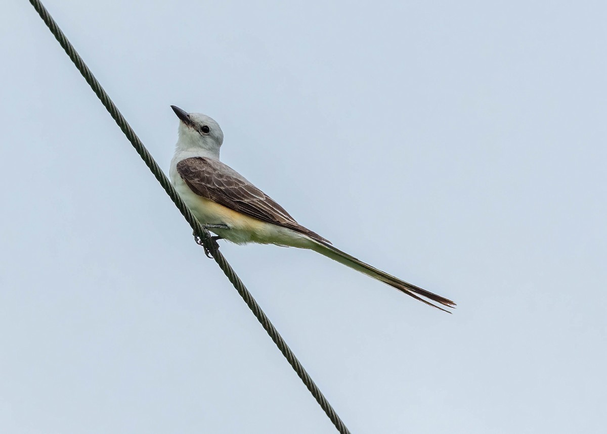 Scissor-tailed Flycatcher - ML595918151