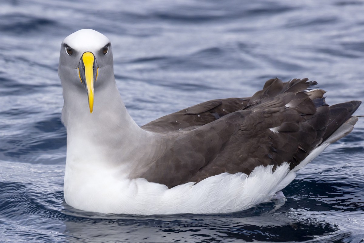 Buller's Albatross - Jeremy Edwards