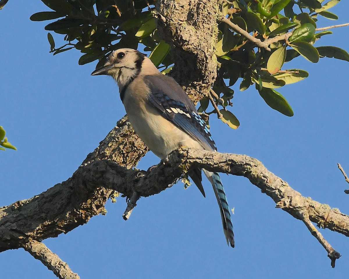 Blue Jay - Ted Wolff