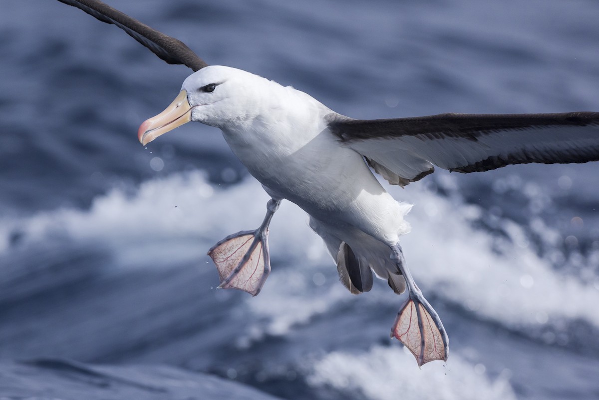 Black-browed Albatross (Black-browed) - Jeremy Edwards