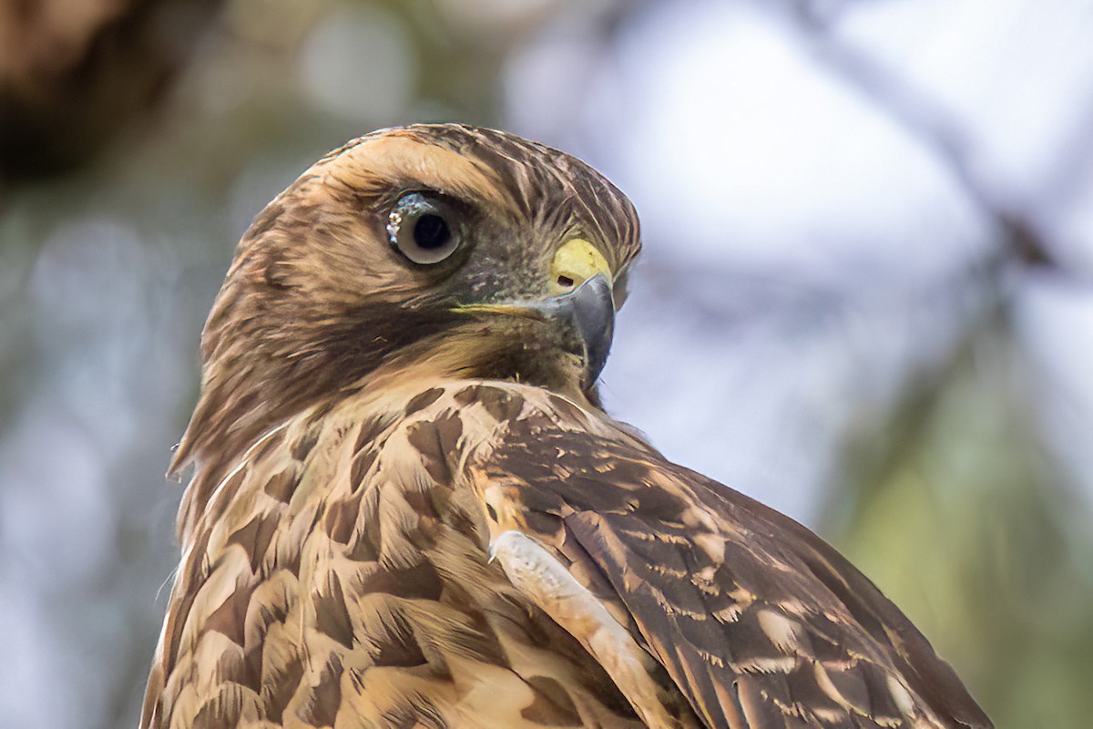 Red-shouldered Hawk - ML595920011