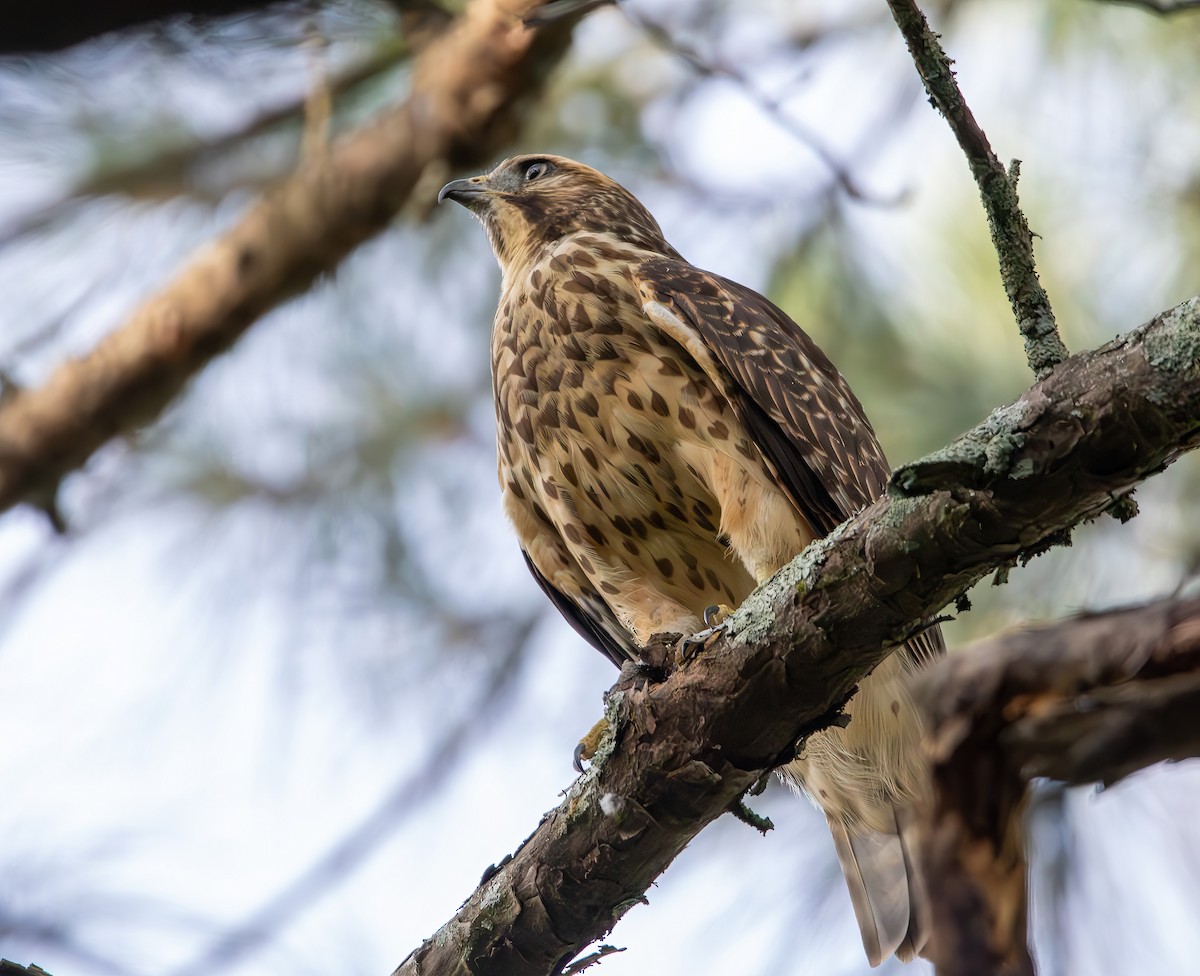 Red-shouldered Hawk - ML595920031