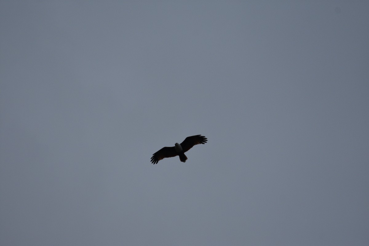 Brahminy Kite - ML595920061