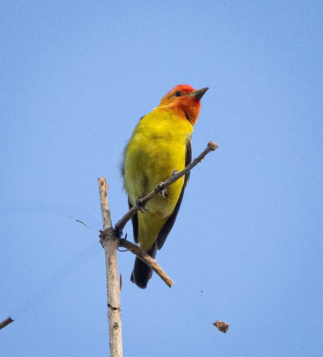 Western Tanager - ML595921271
