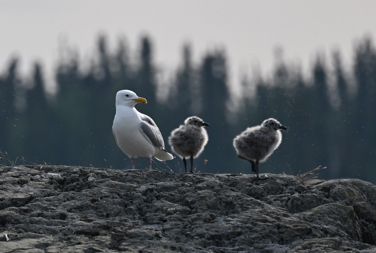 Gaviota Argéntea - ML595922151