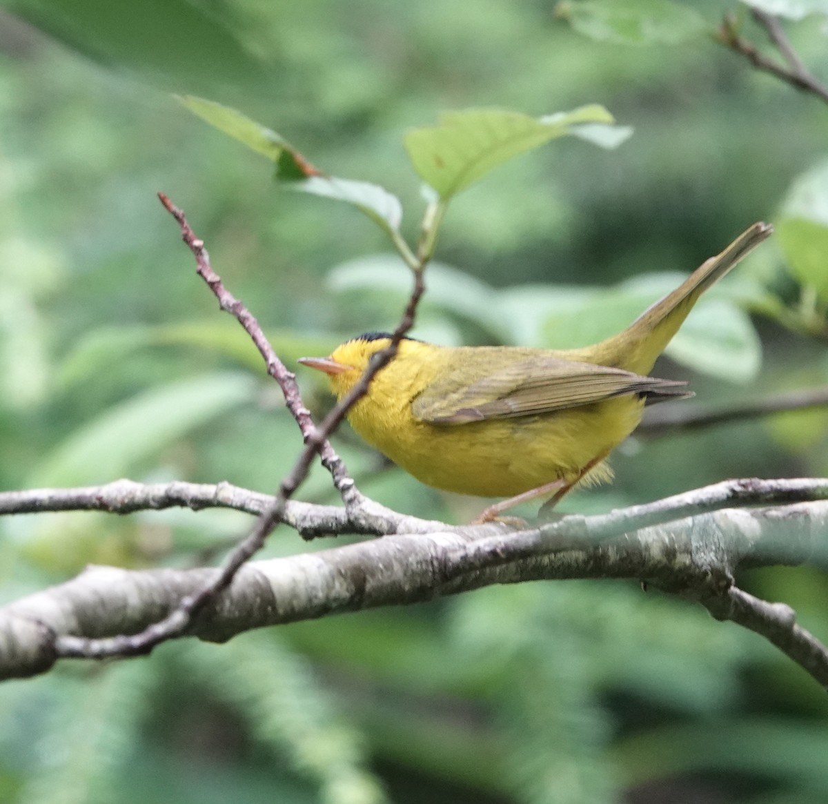 Wilson's Warbler - ML595922391