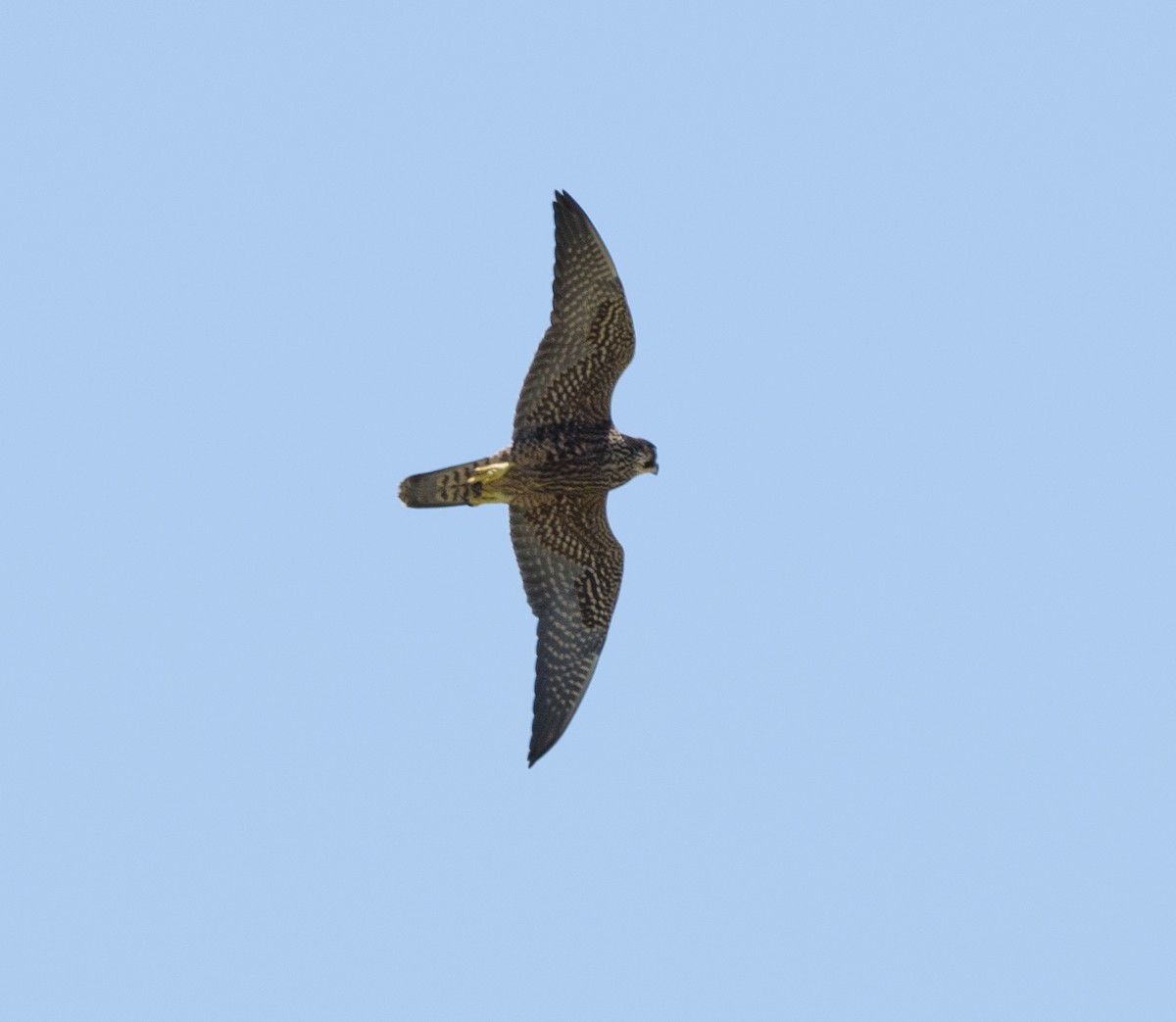 Peregrine Falcon - ML595922821