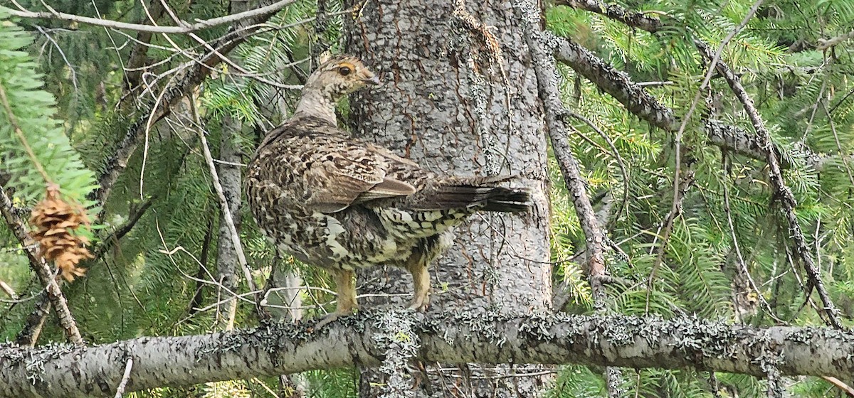 Dusky Grouse - ML595923821