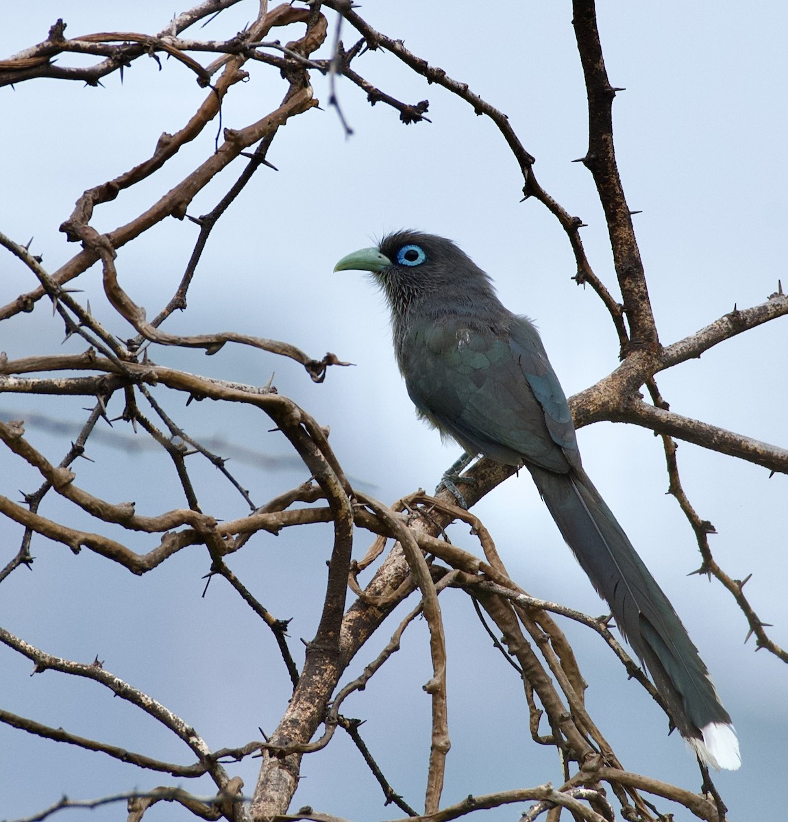 Blue-faced Malkoha - Balaji S