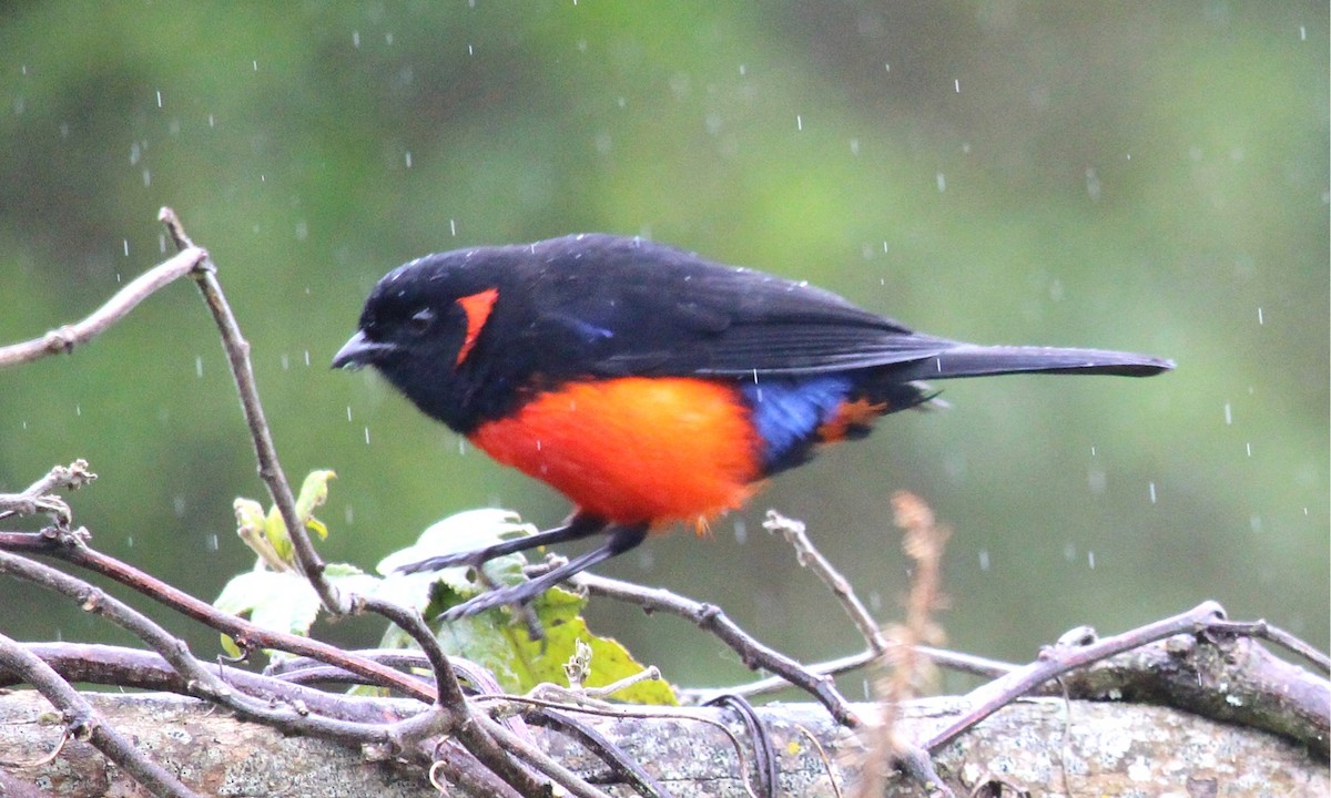 Scarlet-bellied Mountain Tanager - ML595923921