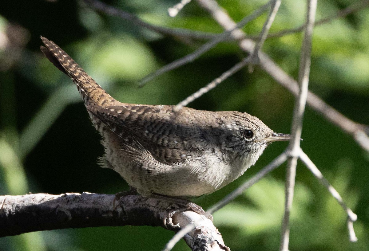 House Wren - ML595923981