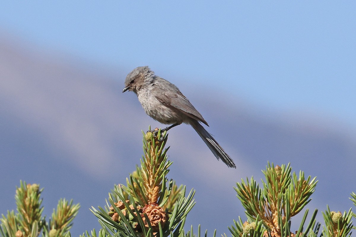 Bushtit - David McQuade