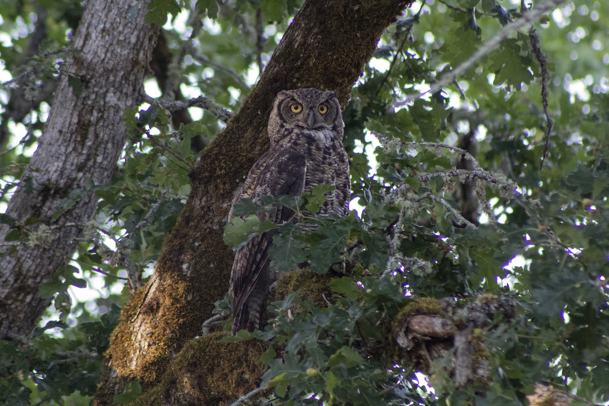Grand-duc d'Amérique - ML595926561