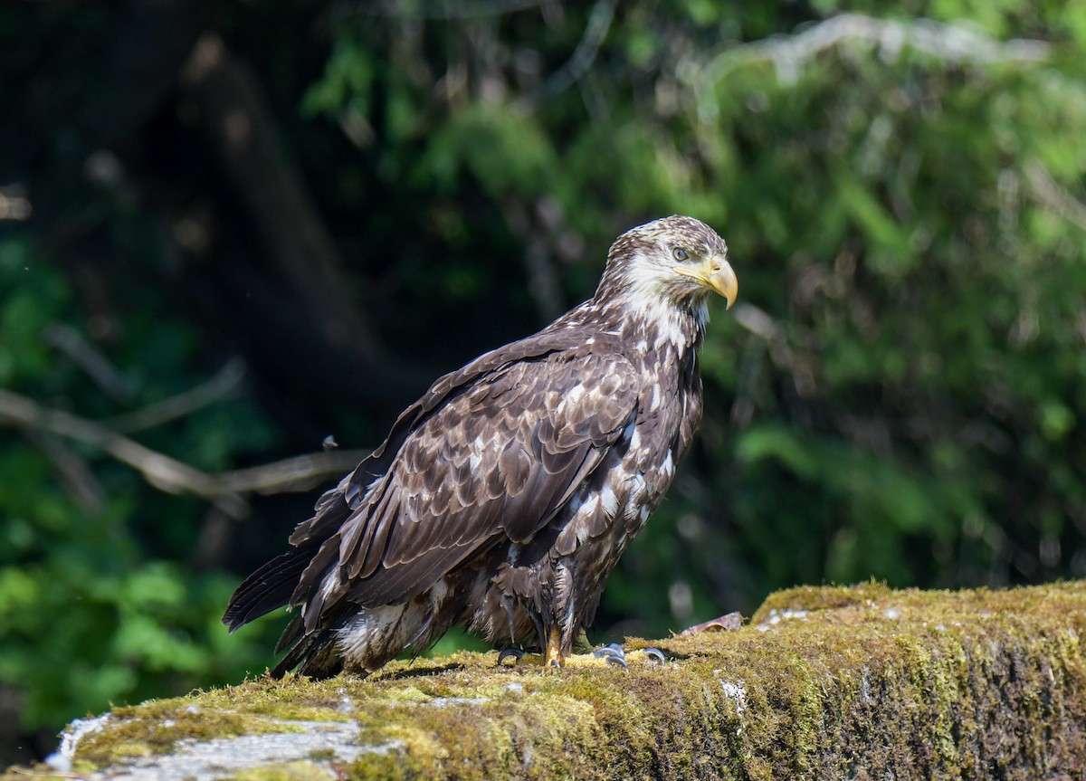 Bald Eagle - ML595926771