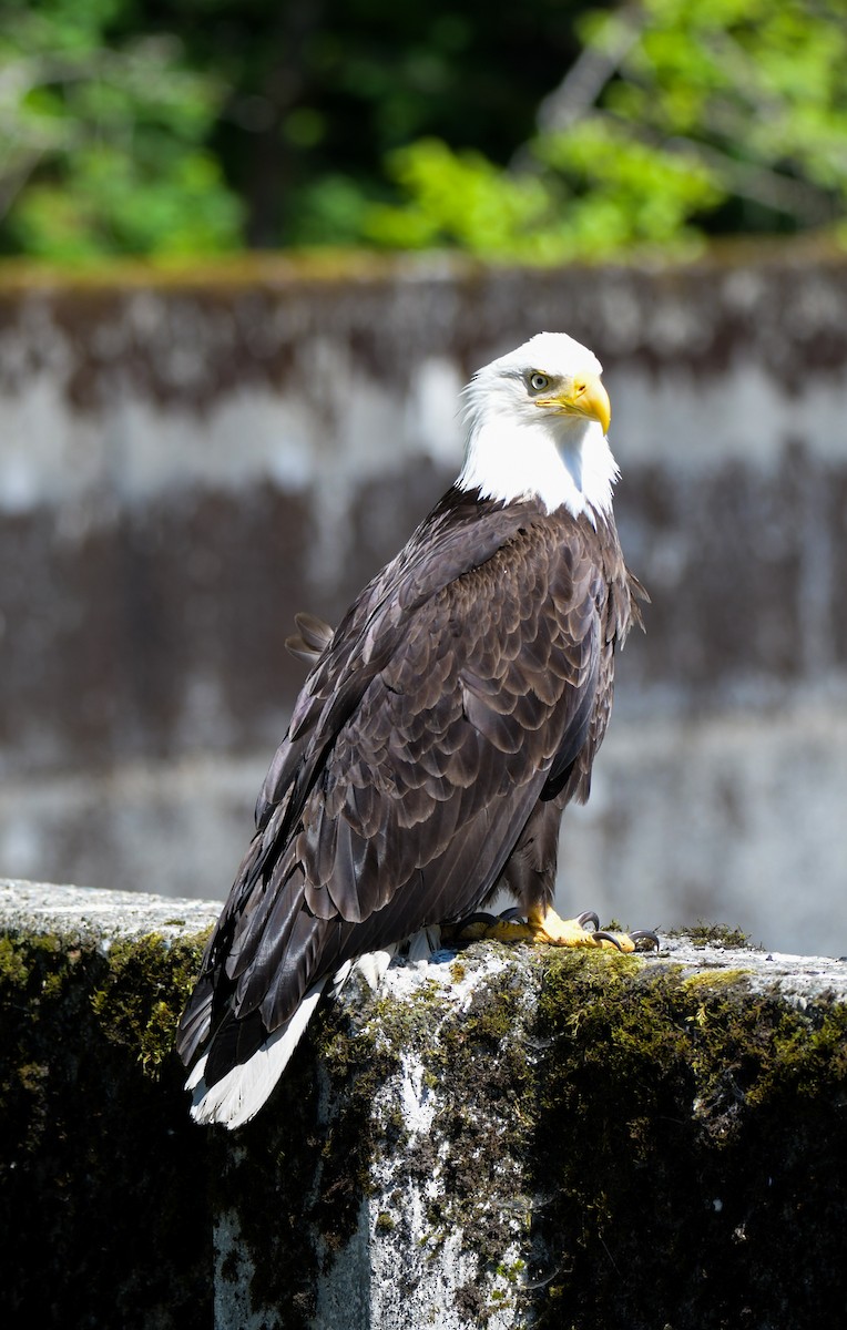 Bald Eagle - ML595926801