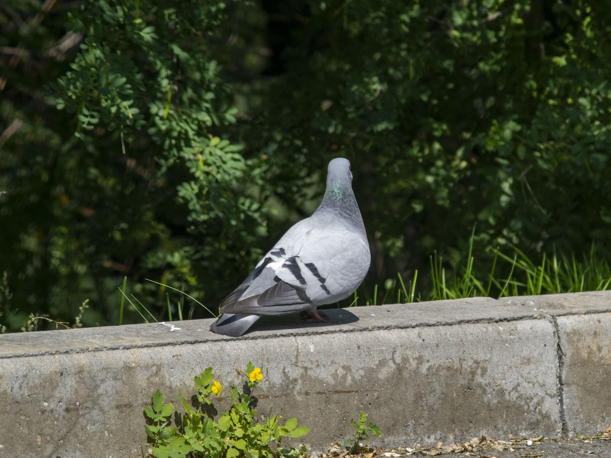 Hill Pigeon - ML595926951