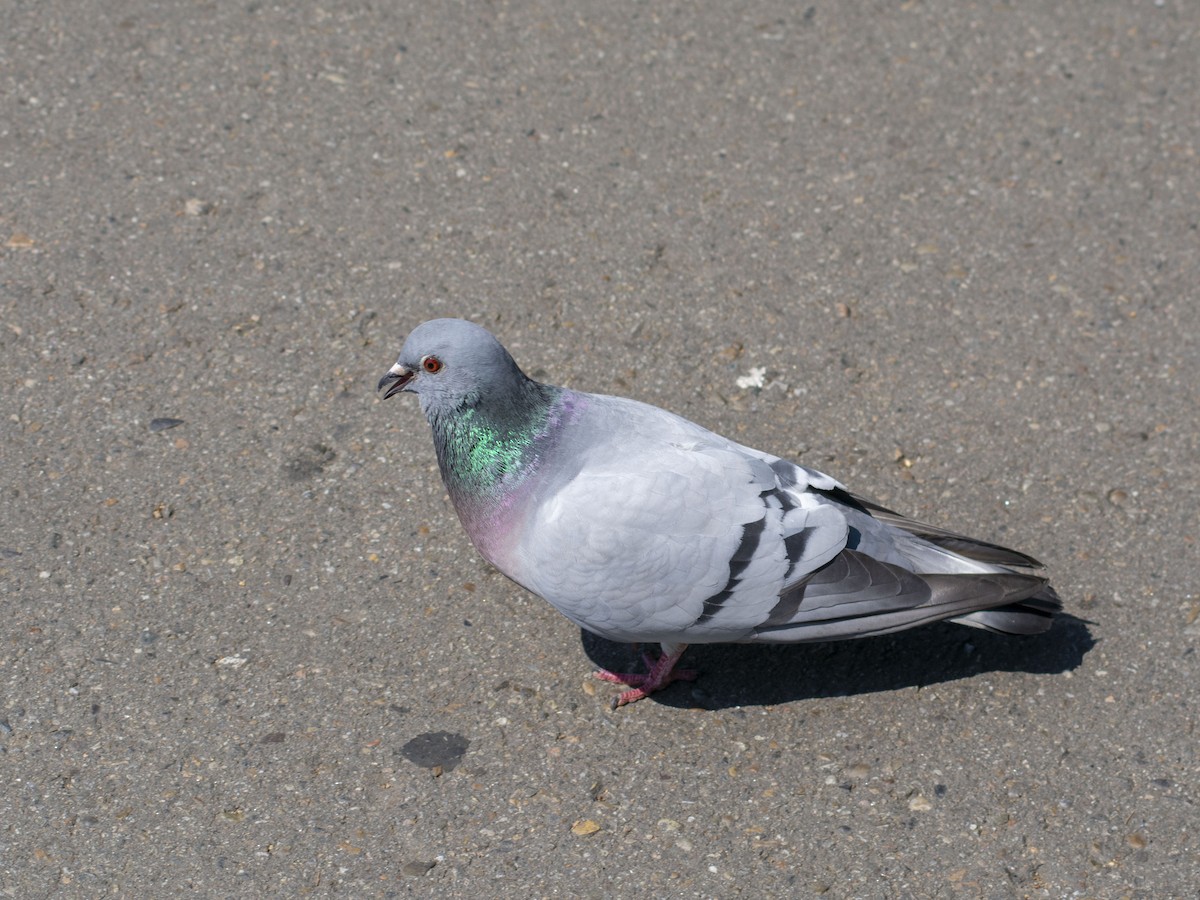 Hill Pigeon - ML595926961