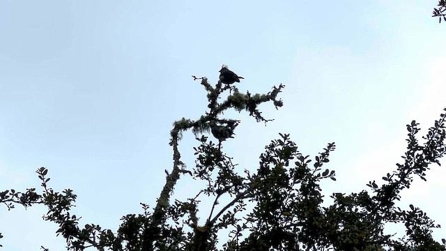 Red-crested Cotinga - ML595927061