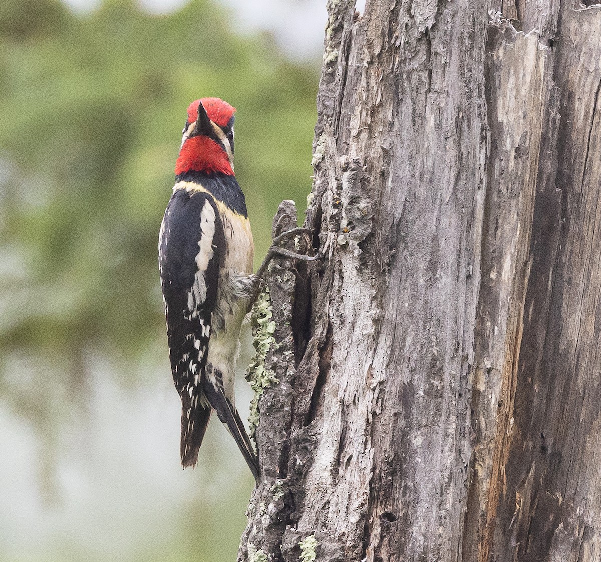 Yellow-bellied Sapsucker - ML595927801