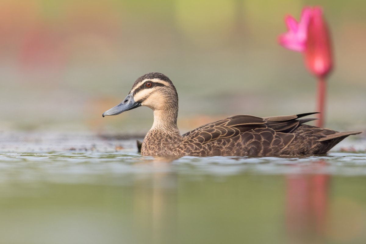 Pacific Black Duck - Dubi Shapiro