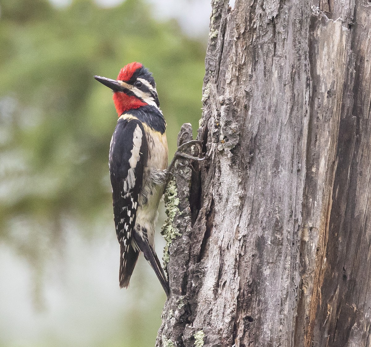 Yellow-bellied Sapsucker - ML595927861