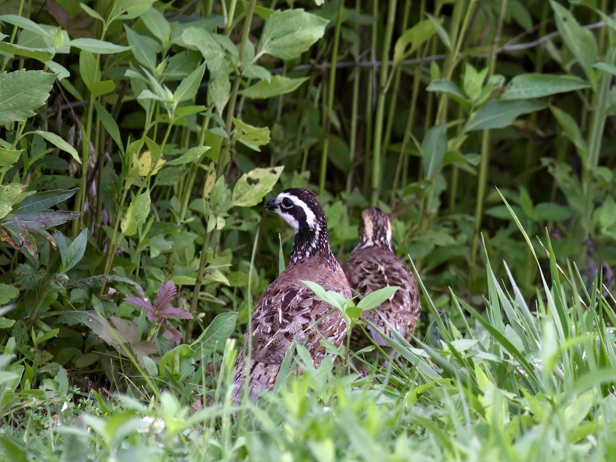 Northern Bobwhite - ML595928151