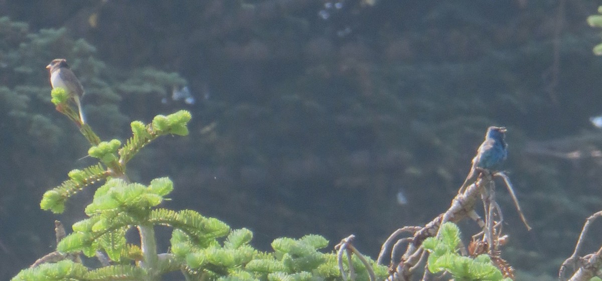 Indigo Bunting - ML595931431