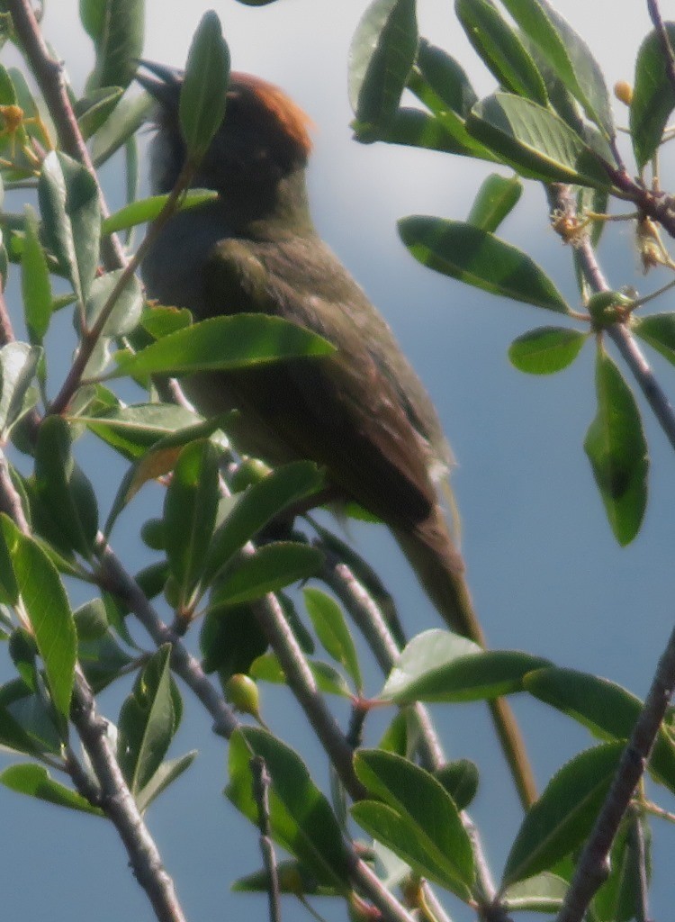 Green-tailed Towhee - ML595931541