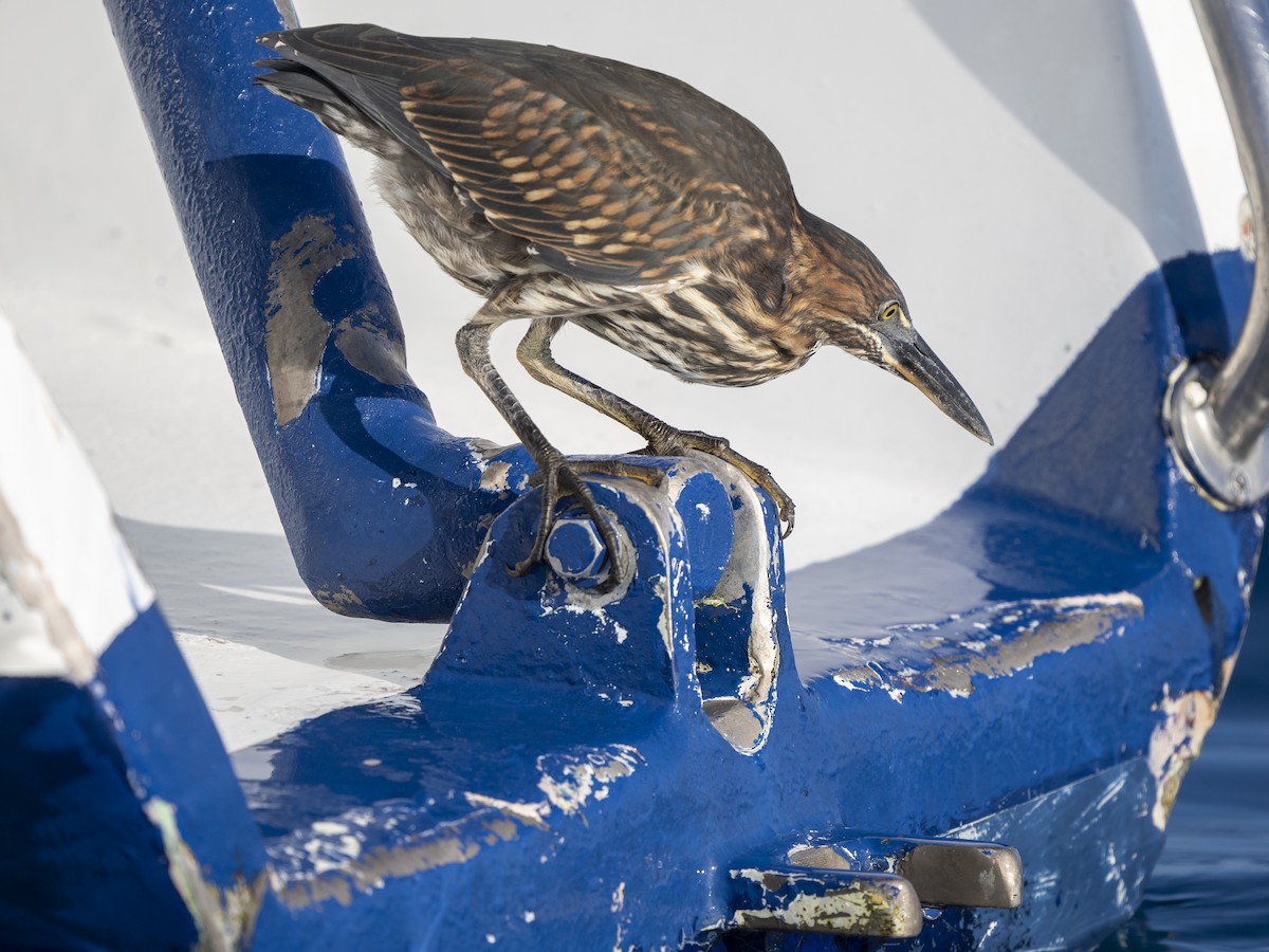 Striated Heron (Galapagos) - ML595931921