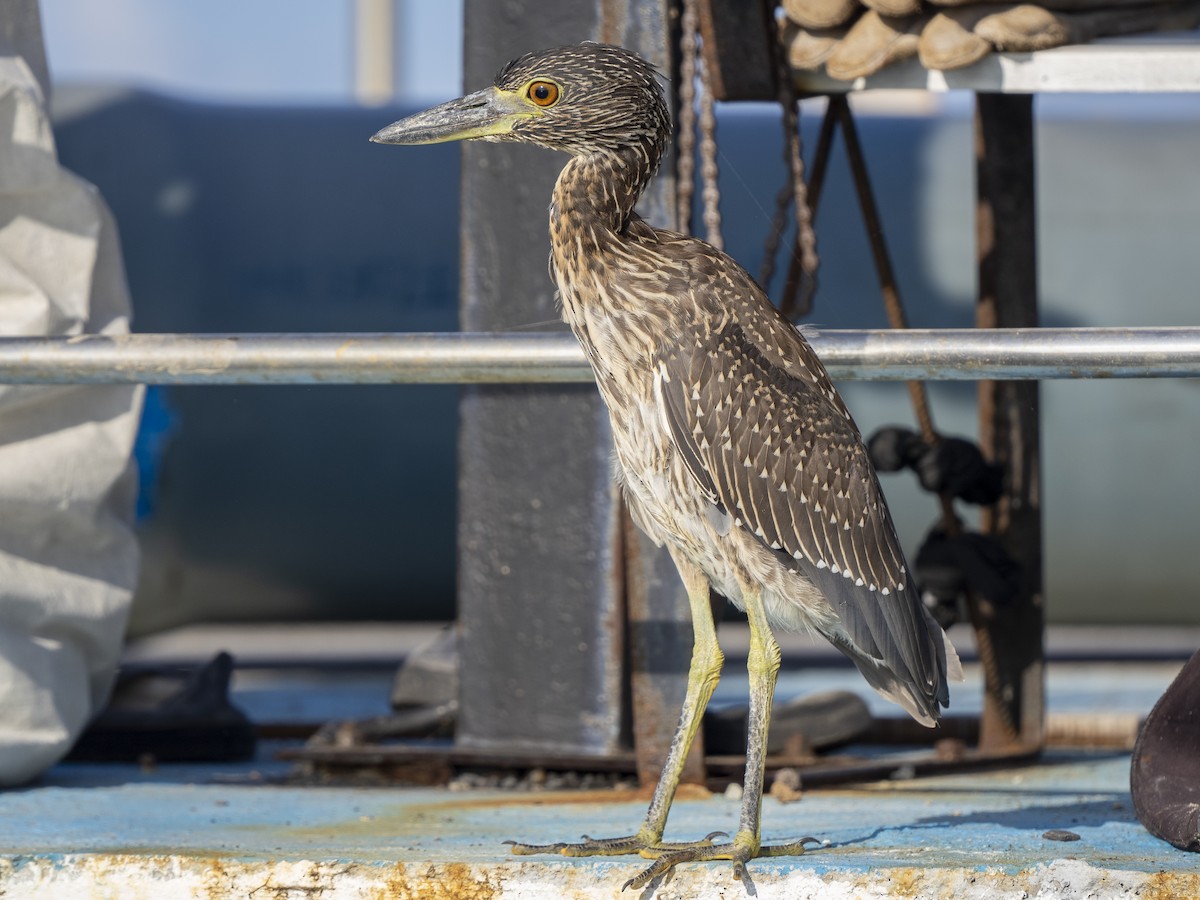 Yellow-crowned Night Heron (Galapagos) - ML595932001