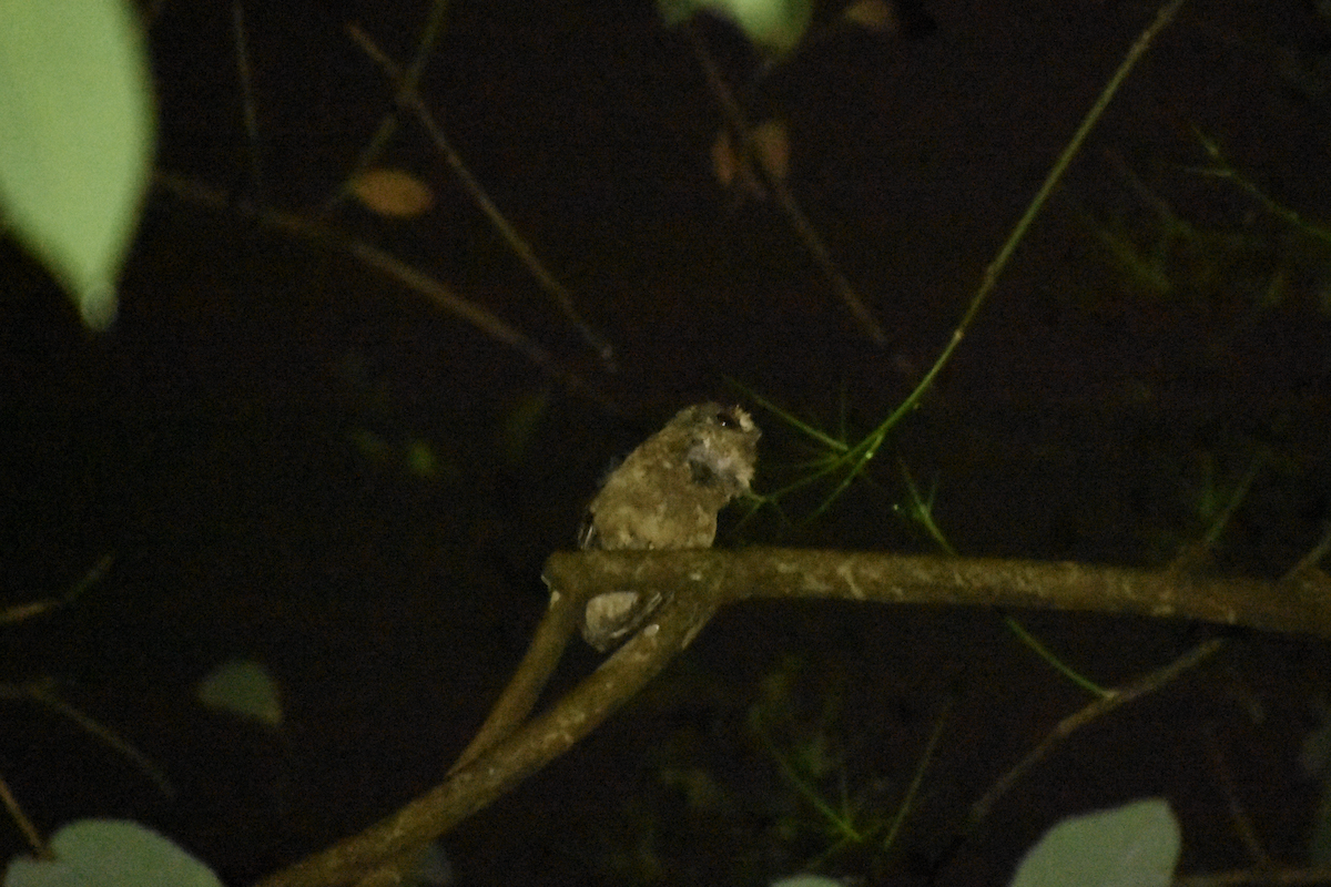 Sunda Scops-Owl - ML595933781