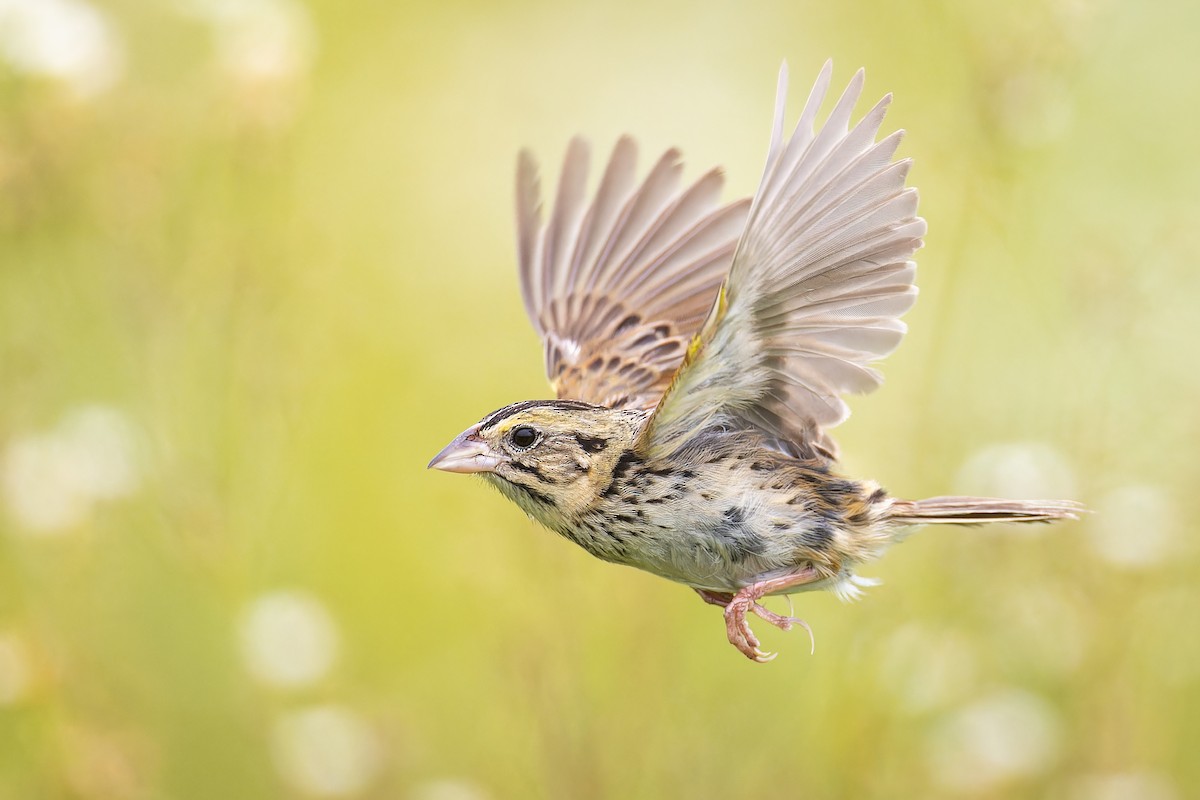 Henslow's Sparrow - ML595935471