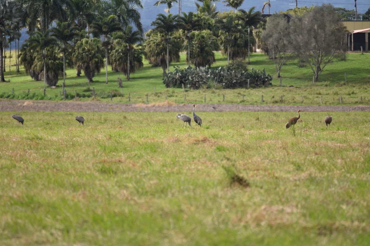 Grulla Sarus - ML595935651